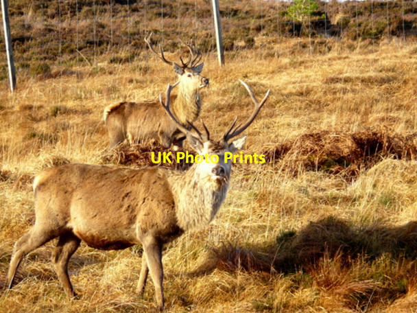 Photo 6"x4" Deer in Strath Vagastie Strath Vagastie c2007