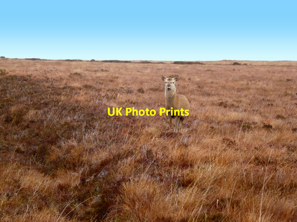 Photo 6"x4" Lonely doe, near Syre Syre c2007