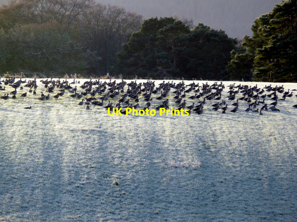 Photo 6"x4" Greylag geese in frost Ospisdale c2007