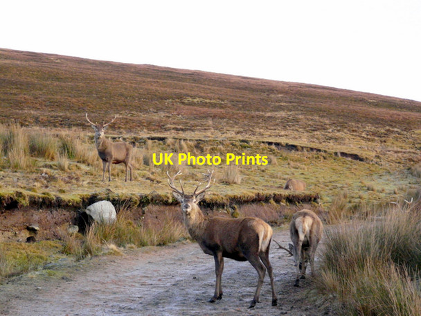 Photo 6"x4" Red deer by the road, Cnoc Bad a' Ghille Duibh Cnoc Bad a' Ghille Dhuibh c2007
