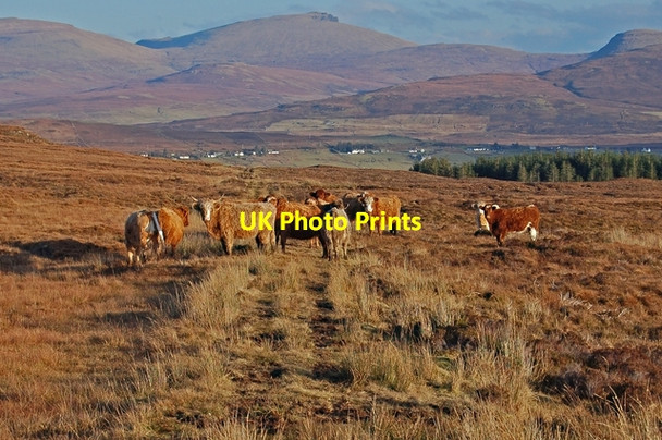 Photo 6"x4" Cattle on the track by Loch Niarsco Glen Bernisdale c2008