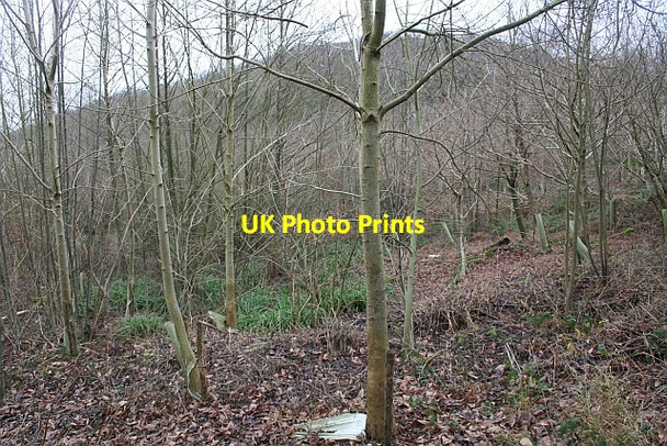 Photo 6"x4" Young Plantation, Swinyard Hill Chandler's Cross\/SO7738 c2008