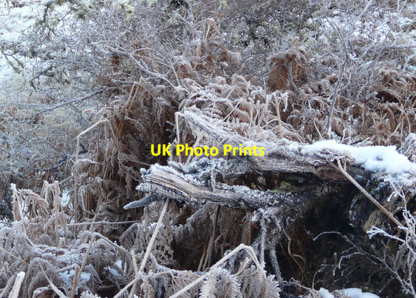 Photo 6"x4" Frosty forest floor near Gruids Gruids c2008