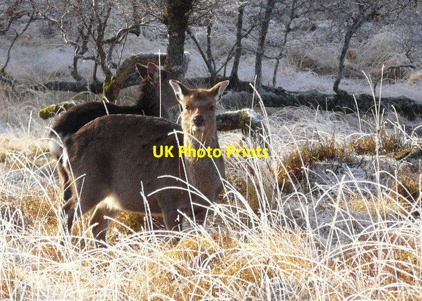 Photo 6"x4" Sika does, Glen Cassley Rosehall\/NC4602 c2008