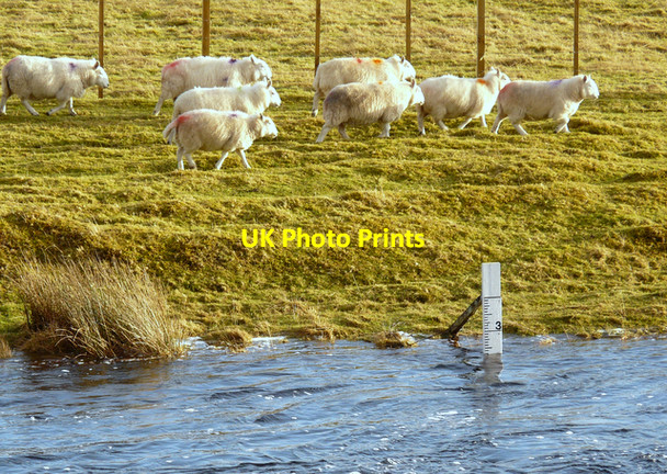 Photo 6"x4" Sheep and high water, River Naver Clach an Righ c2008