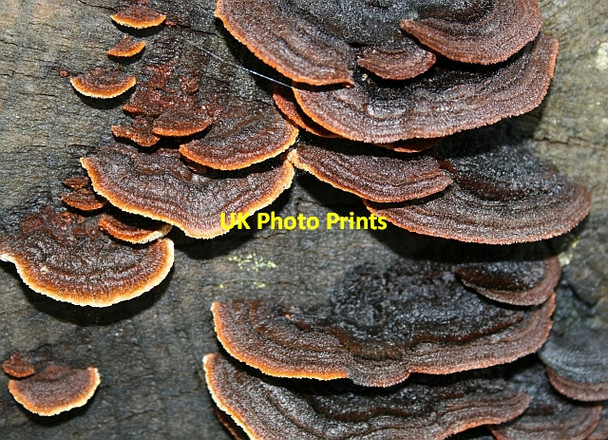 Photo 6"x4" Fungus on Felled Log Bridgend\/NR7937 c2008