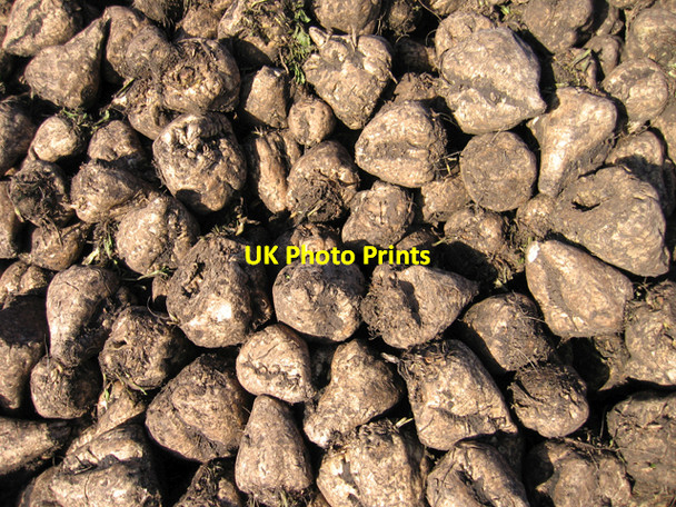 Photo 6"x4" Harvested sugar beet detail Coveney c2007