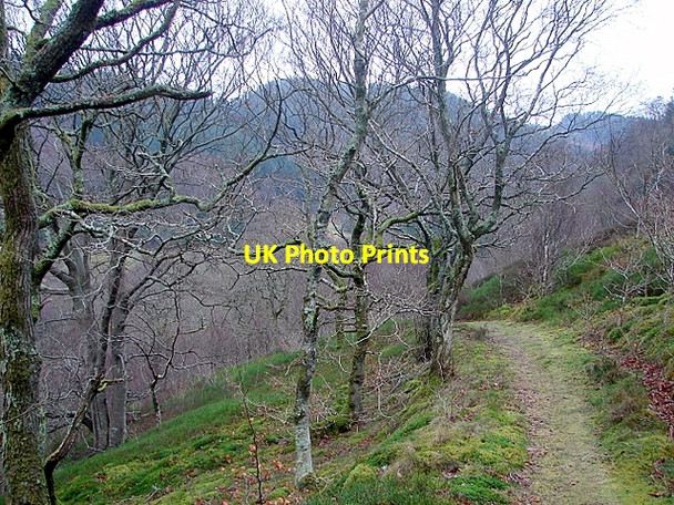 Photo 6"x4" A walk in the Rheidol Valley on a dull, wet January afternoon Devil's Bridge\/Pontarfynach c2008 P1