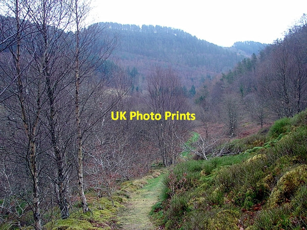 Photo 6"x4" A walk in the Rheidol Valley on a dull, wet January afternoon Devil's Bridge\/Pontarfynach c2008