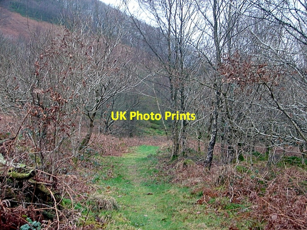 Photo 6"x4" A walk in the Rheidol Valley on a dull, wet January afternoon Devil's Bridge\/Pontarfynach c2008 P1