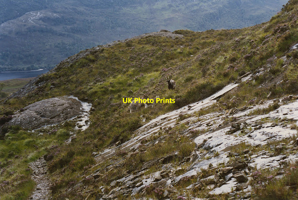 Photo 6"x4" The Slioch goats Anancaun c1993