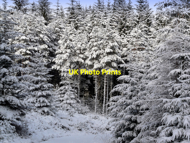 Photo 6"x4" Winter wonderland Ardchronie c2008