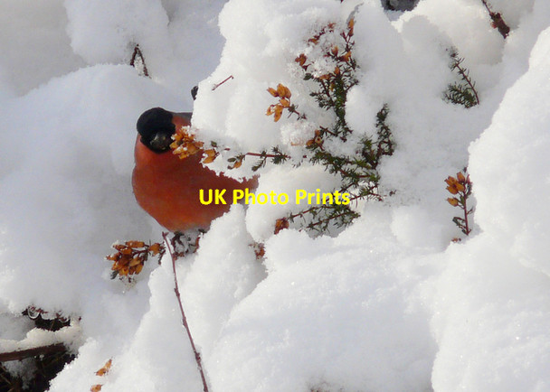 Photo 6"x4" Bullfinch foraging in Struie Wood Ardchronie c2008