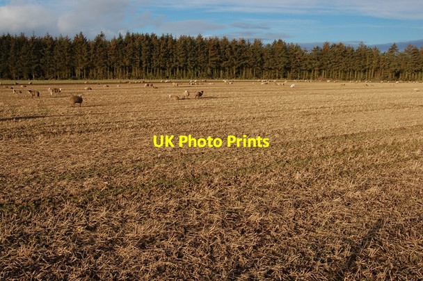 Photo 6"x4" Sheep on stubble Cornhill\/NJ5858 c2008