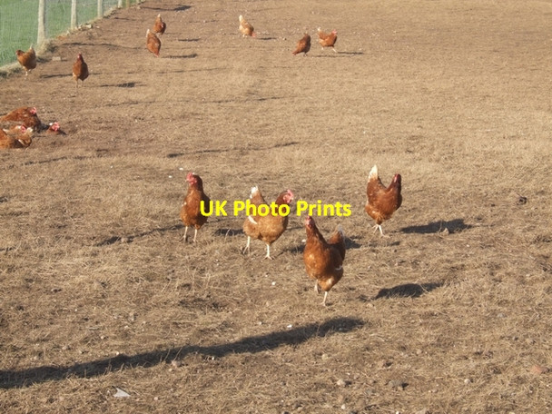Photo 6"x4" Free Range Hens Hatherton\/SJ9510 c2008