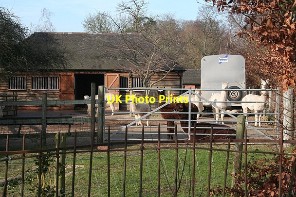 Photo 6"x4" Alpacas, Hanley Hall Gilver's Lane c2008