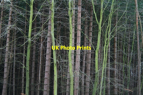 Photo 6"x4" Trees in Haw Park Wood Cold Hiendley c2008