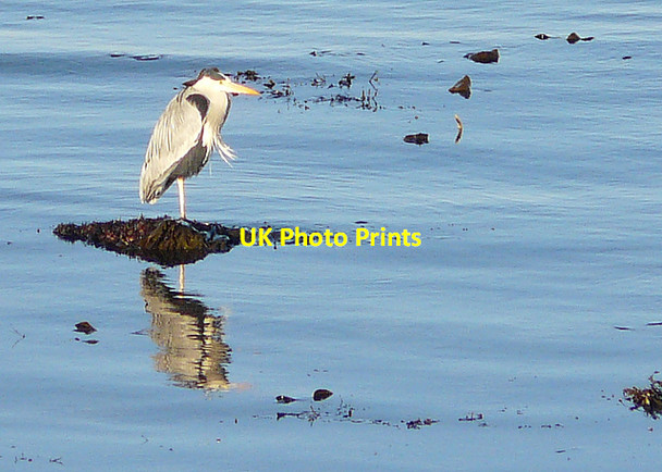 Photo 6"x4" Looking for breakfast Hilton\/NH9285 c2008