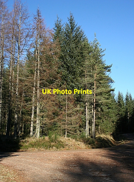 Photo 6"x4" Forest Road Junction Cairnie\/NJ4844 c2008