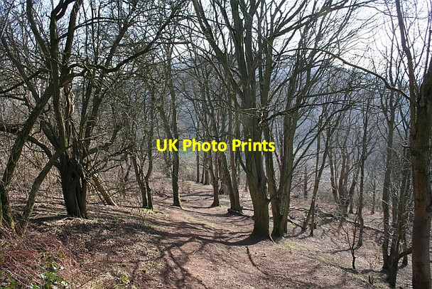 Photo 6"x4" Path Through the Trees on Midsummer Hill Hollybush\/SO7636 c2008