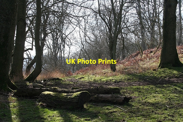 Photo 6"x4" Logs, Midsummer Hill Hollybush\/SO7636 c2008