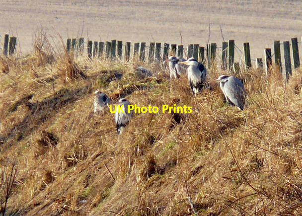 Photo 6"x4" Heron family gathering Balintore\/NH8675 c2008