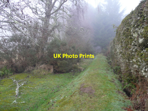 Photo 6"x4" Woods track, Broallan Balblair\/NH5045 c2008