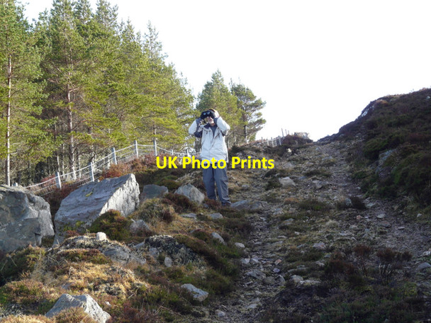 Photo 6"x4" Edge of Farley Wood Ruisaurie c2008