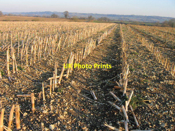 Photo 6"x4" Maize stubble on brashy soil, Preston, Wilts Preston\/SU0378 c2008