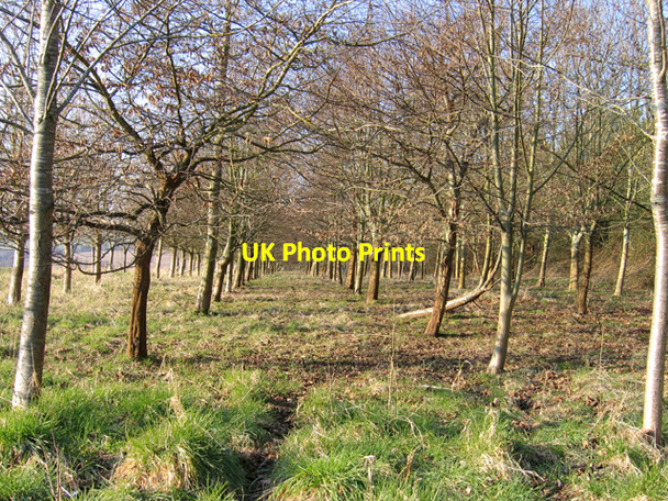 Photo 6"x4" Deciduous plantation strip at Cowick Farm, Hilmarton, Wilts Spirthill c2008