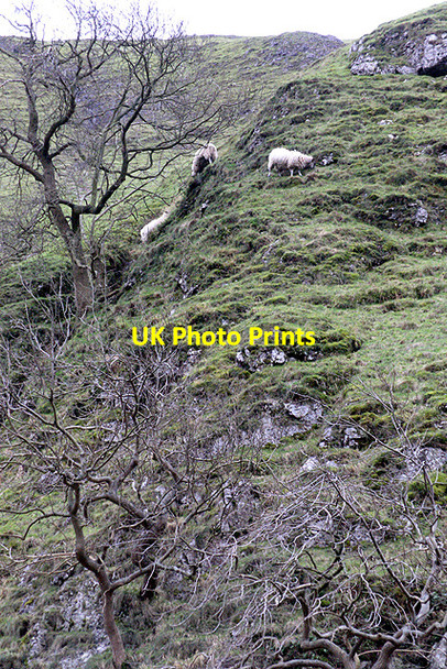 Photo 6"x4" Dovedale sheep Ilam c2008