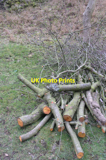 Photo 6"x4" Wood pile, Dovedale Thorpe\/SK1550 c2008