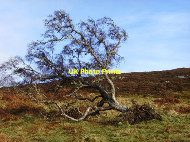 Photo 6"x4" Fallen tree Kirkton\/NH7998 c2008