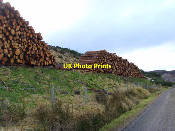 Photo 6"x4" Logpiles near Rogart Kinnauld c2008