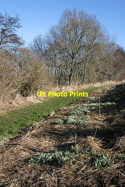 Photo 6"x4" Track round Cleanhill Wood Aberchirder c2008