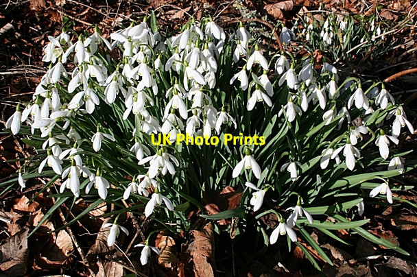 Photo 6"x4" Snowdrops (Galanthus nivalis) Aberchirder c2008