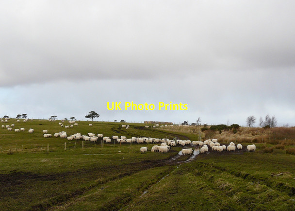 Photo 6"x4" Sheep on Nigg Hill Pitcalnie c2008