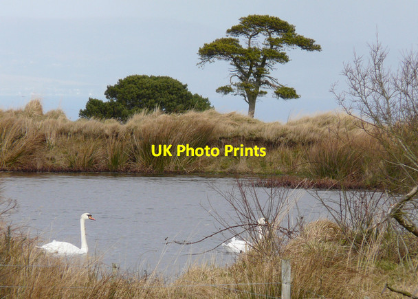 Photo 6"x4" Pond on Nigg Hill Pitcalnie c2008