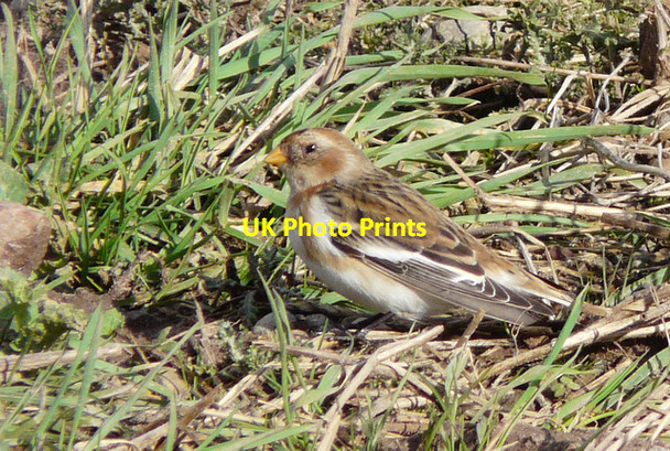 Photo 6"x4" Snow Bunting near Caboll Mount Toulvaddie c2008