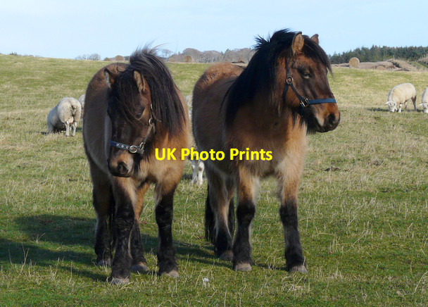 Photo 6"x4" Ponies at Balmuchy Farm Lower Pitkerrie c2008