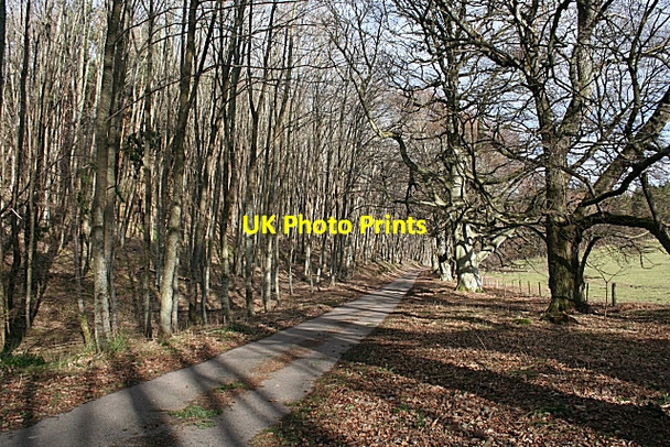 Photo 6"x4" Beech Wood at Aikenway Rothes c2008