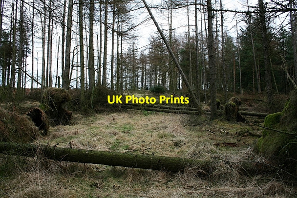 Photo 6"x4" Blocked Track in Cropton Forest Stape c2008