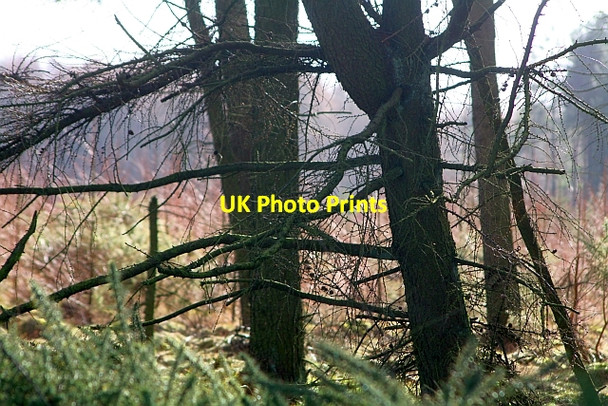 Photo 6"x4" Sunlight Catching Trees at Brown Howe Stape c2008