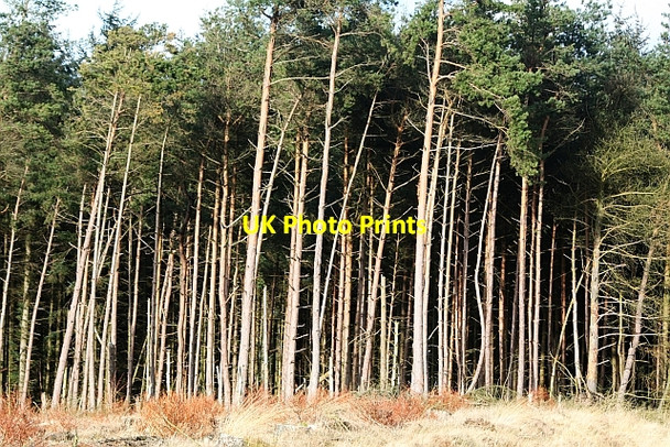 Photo 6"x4" Forestry Near Blawath Road Stape c2008