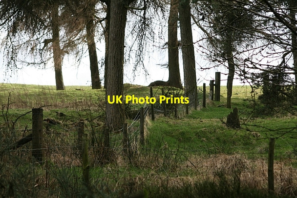 Photo 6"x4" Trees and Fence South of Blawath Road Stape c2008