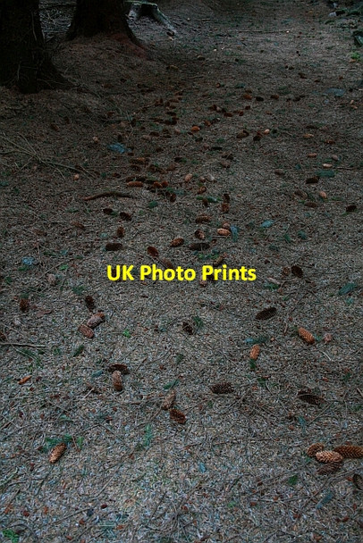 Photo 6"x4" Fallen Pine Cones in Cropton Forest Stape c2008