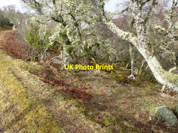 Photo 6"x4" Track at Little Rogart Little Rogart c2008