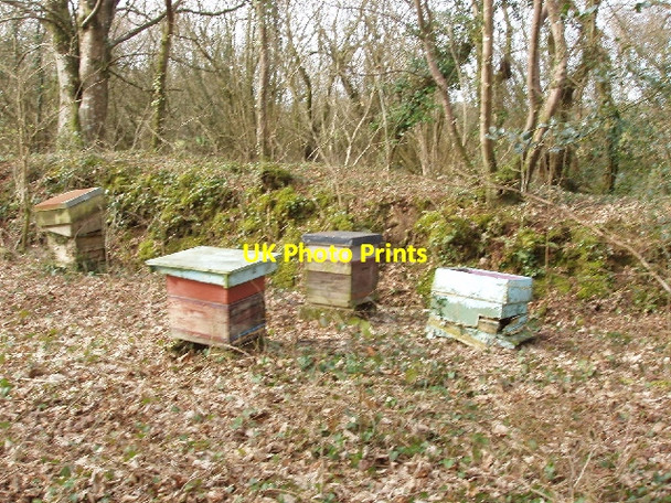 Photo 6"x4" Beehives by Exe Water Bridge Fonston c2008