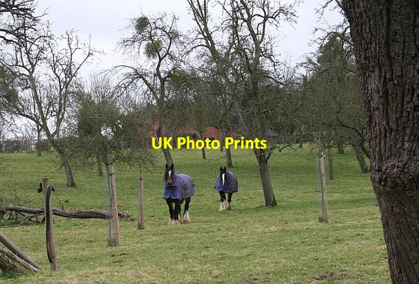 Photo 6"x4" Nobby and Senator in Weston's Orchard Bodenham Bank c2008