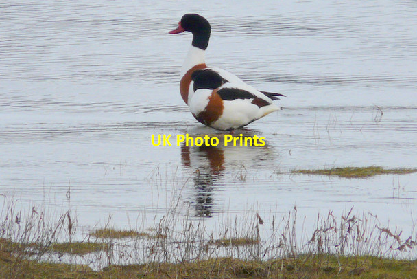 Photo 6"x4" A pair of Shelducks Skelbo c2008